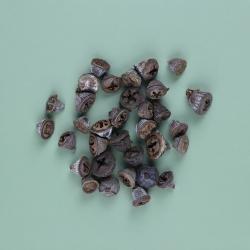 Eucalypthus bes